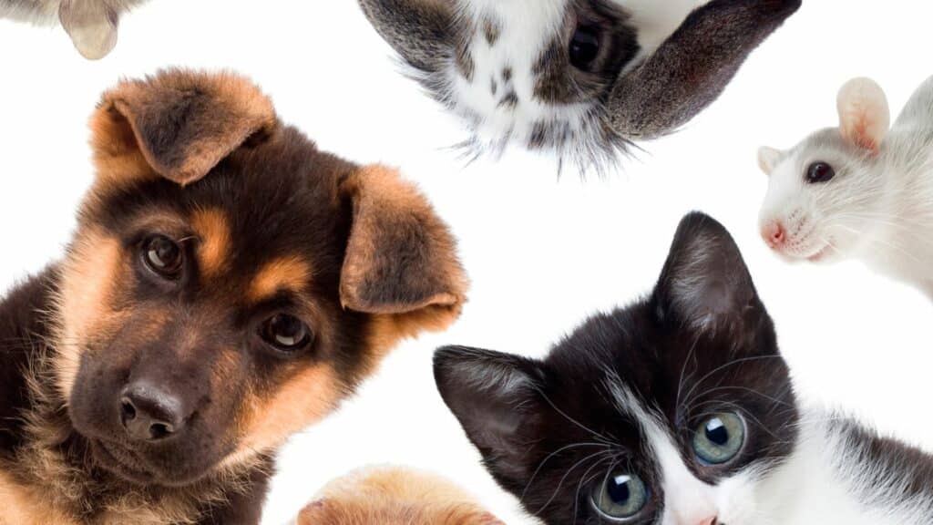 Várias selfies de animais de estimação, entre eles: cães, gatos, hamster e coelhos.
