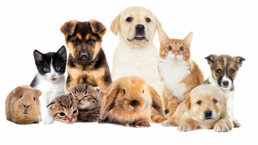 Imagem de uma foto com vários animais de estimação.