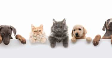 Imagem de fundo branco de uma foto das carinhas de vários pets (cachorros e gatos).