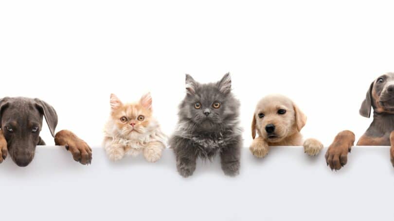 Imagem de fundo branco de uma foto das carinhas de vários pets (cachorros e gatos).