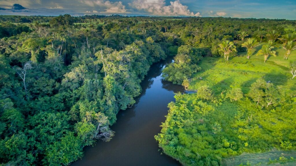 Imagem da floresta amazônica e de um rio que corta toda a floresta.
