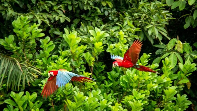 Imagem de árvores da flores amazônica e em destaque duas araras na cor vermelha sobrevoando o espaço.