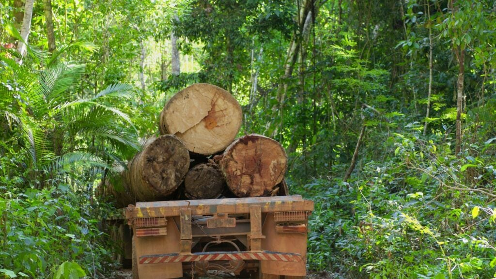 Imagem da floresta amazônica e em destaque um caminhão carregando madeira, mostrando a realidade do desmatamento na floresta.