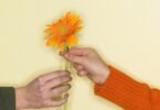 Imagem de fundo amarelo claro e em destaque a mão de uma pessoa entregando uma flor na mão de outra pessoa, demonstrando o conceito de aceitação.