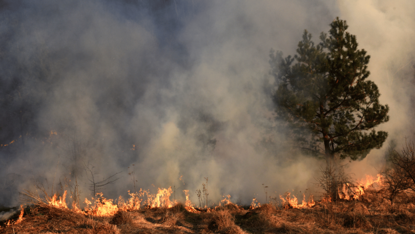 Incêndio florestal.