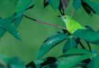 Pássaro verde de bico preto está em cima de um galho de uma planta. Ao seu redor, estão as folhas da planta com alguns pingos de água.