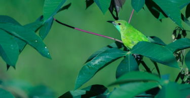 Pássaro verde de bico preto está em cima de um galho de uma planta. Ao seu redor, estão as folhas da planta com alguns pingos de água.