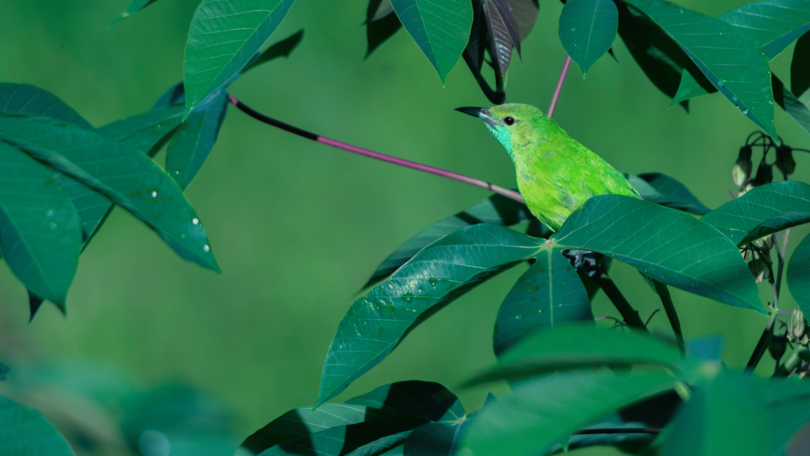 Pássaro verde de bico preto está em cima de um galho de uma planta. Ao seu redor, estão as folhas da planta com alguns pingos de água.