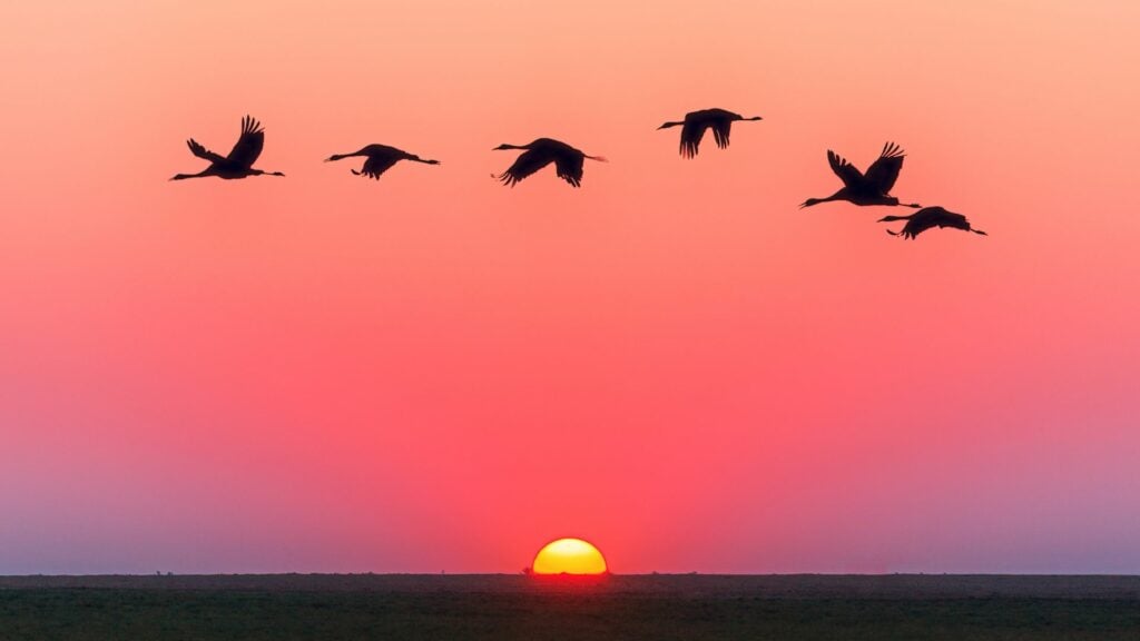 Imagem de vários pássaros voando e em destaque um lindo pôr do sol alaranjando