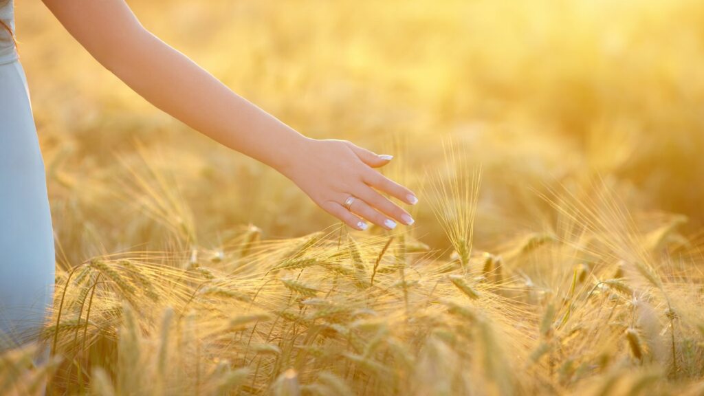 Imagem de uma mulher, usando um vestido azul claro em um campo de trigo, curtindo a natureza
