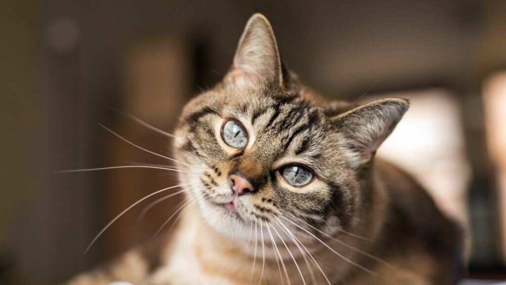 Imagem de um gato malhado com olhos azuis olha para a câmera
