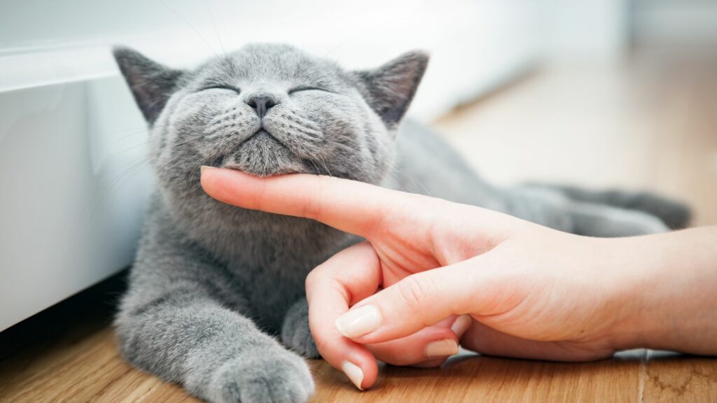 Imagem de um gato cinza  sendo acariciado pela mão de uma mulher, simbolizando o animal como um guia espiritual.
