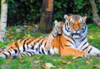 Imagem de um tigre e seu filhote deitados em um gramado em uma floresta.