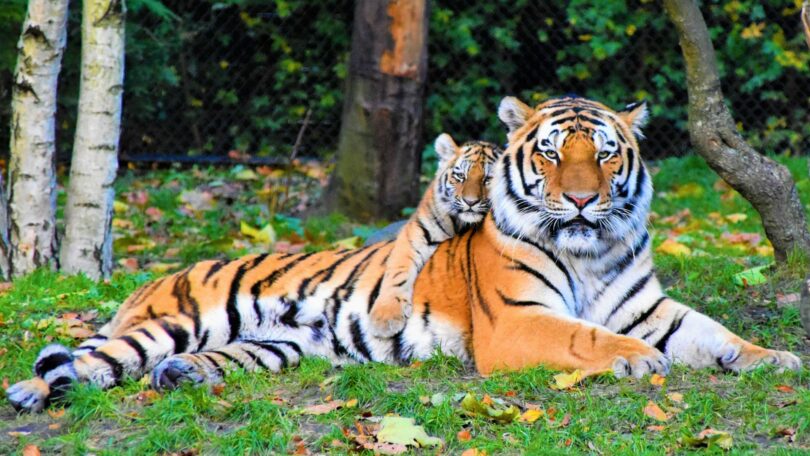 Imagem de um tigre e seu filhote deitados em um gramado em uma floresta.