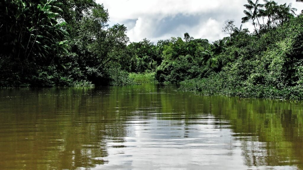 Imagem de um rio na floresta tropical da mata atlântica
